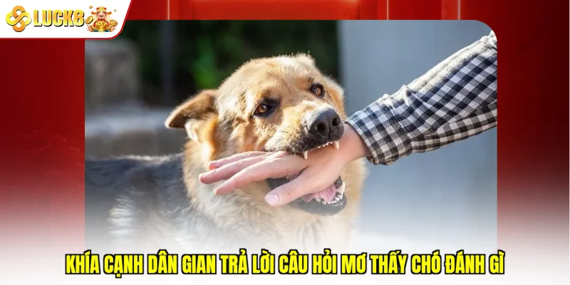 Khía cạnh dân gian trả lời câu hỏi mơ thấy chó đánh gì 